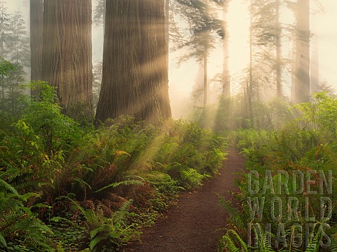 Redwood_trees_and_path_with_sunlight_streaming_in_Lady_Bird_Johnson_Grove_Redwood_National_and_State
