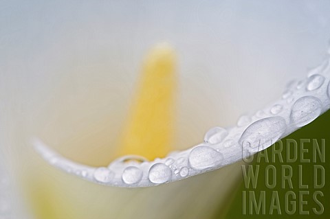 Lilly_Arum_lily_Calla_Lily_Close_up_with_dew_drops