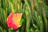 Maple, Acer rubrum, Single autumnal coloured leaf.