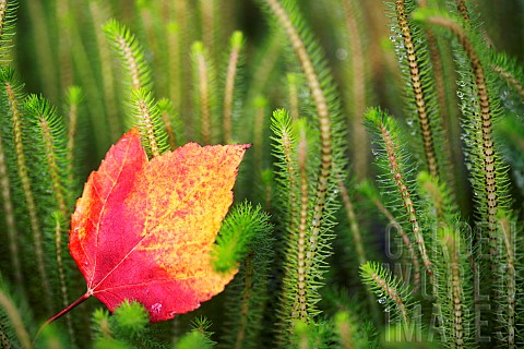 Maple_Acer_rubrum_Single_autumnal_coloured_leaf