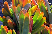 Aloe, Fan Aloe, Aloe plicatilis, Mendocino Coast Botanical Gardens, California, USA.