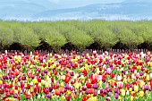 Tulip, Tulipa, Mixed flowers and fruit orchard in spring, Woodburn, Oregon, USA.