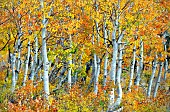 Close up of autumnal colours and trunks of aspen trees, Inyo National forest, California, USA.