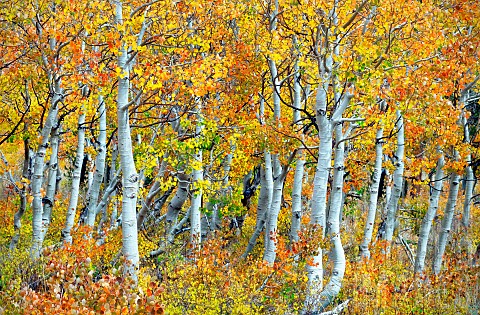Close_up_of_autumnal_colours_and_trunks_of_aspen_trees_Inyo_National_forest_California_USA