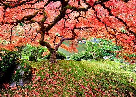 Japanese_Maple_tree_in_autumnal_colours_Portland_Japanese_Gardens_Oregon_USA
