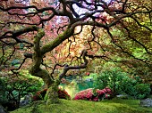 Japanese Maple tree with new growth, Portland Japanese Garden, Oregon, USA.
