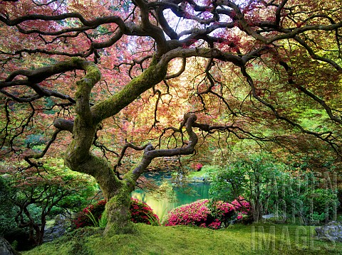 Japanese_Maple_tree_with_new_growth_Portland_Japanese_Garden_Oregon_USA
