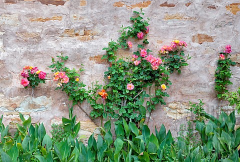 Rose_Rosa_Pink_flowers_growing_on_wall