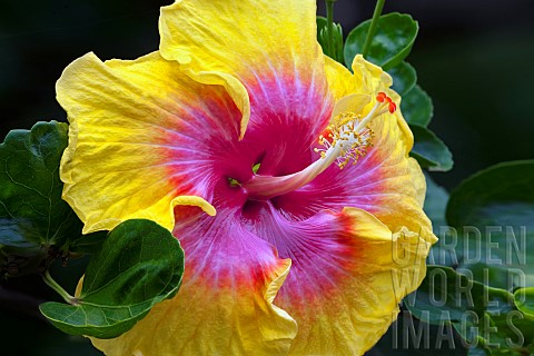 Close_up_of_Hibiscus_flower_Kauai_Hawaii_USA