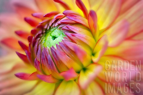 Dahlia_Gabrielle_Marie_Dahlia_Close_up_of_colourful_flower