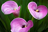 Lily, Calla lily, Close up of three pink coloured flowers.