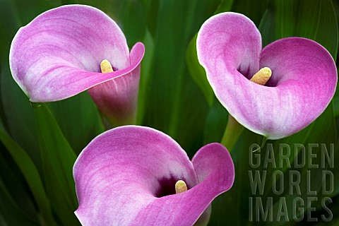 Lily_Calla_lily_Close_up_of_three_pink_coloured_flowers