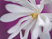 Magnolia, Magnolia stellata Royal Star, Close up of white flower against purple background.