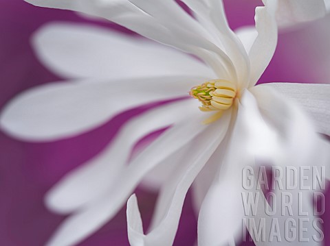 Magnolia_Magnolia_stellata_Royal_Star_Close_up_of_white_flower_against_purple_background
