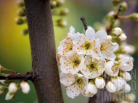 Dwarf_Shiro_Plum_blossoms_Close_up_of_flowers_growing_on_the_tree__Oregon_USA