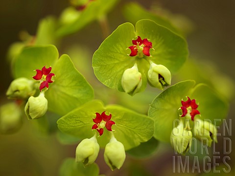 Close_up_of_Euphorbia_flowers_Oregon_USA