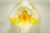 Close up of Phalaenopsis orchid.