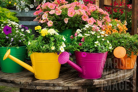 Various_garden_flowers_growing_in_watering_can_display