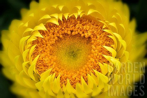 Close_up_of_yellow_coloured_Bracteantha_flower