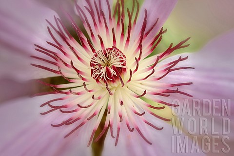 Close_up_of_Pink_Champagne_Clematis_showing_stamen