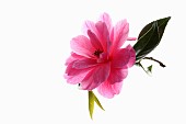 Camellia, Studio shot of open pink flower.