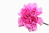 Carnation Golem, Dianthus caryophyllus Golem, Studio shot of single pink open flower.