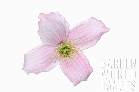 Clematis_Clematis_Montana_Wilsonii_Studio_shot_of_single_pink_flower_showing_stamen