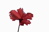 Coral bells, Heuchera Marmalade, Studio shot showing red leaf on stem.