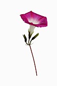 Morning glory, Convolvulus , Studio shot of single red trumpet shaped flower with white centre on stem.