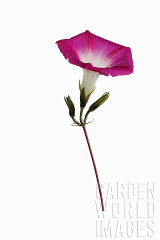 Morning_glory_Convolvulus__Studio_shot_of_single_red_trumpet_shaped_flower_with_white_centre_on_stem