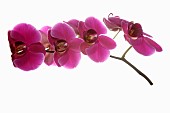 Orchid, Moth orchid, Phalaenopsis, Studio shot of several pink open flower heads on horizontal stem.
