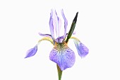 Iris, Siberian Flag, Iris sibirica, Studio shot of open pale blue flower head on an upright stem.