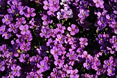 Aubretia, Close up of purple coloured flowers growing outdoor.