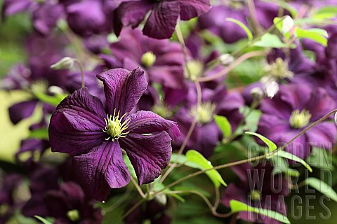 Clematis_Clematis_Westerplatte_Clematis_viticella_Westerplatte_Close_up_of_purple_coloured_flowers_g