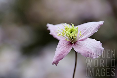 Clematis_Clematis_montana_Wilsonii_Single_mauve_coloured_flower_gropwing_outdoor