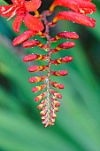 Crocosmia, Montbretia Lucifer, Crocosmia Lucifer,  Arching flower head of red coloured flower against a muted green background.