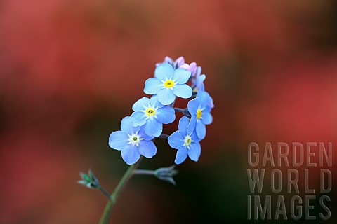 Forgetmenot_Myosotis_arvensis__Single_blue_flower_against_a_dark_red_background