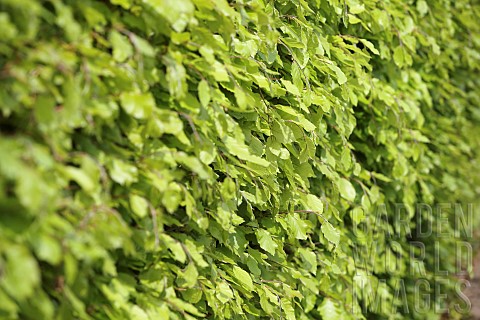 Beech_hedge_Fagus_Sylvatica_View_along_a_mature_hedge_showing_fresh_green_leaves