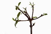 Viburnm, Burkwoodii, Viburnam x burkwoodii, Branches with emerging leaves shown against a pure white background.