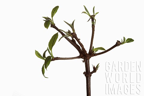 Viburnm_Burkwoodii_Viburnam_x_burkwoodii_Branches_with_emerging_leaves_shown_against_a_pure_white_ba