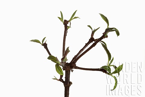 Viburnum_Burkwoodii_Viburnam_x_burkwoodii_Branches_with_emerging_leaves_shown_against_a_pure_white_b