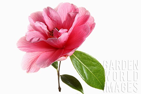 Camellia_Single_pink_camellia_flower_with_leaves_on_a_short_stem_shown_against_a_pure_white_backgrou