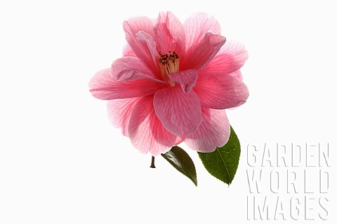 Camellia_Single_pink_camellia_flower_with_leaves_on_a_short_stem_shown_against_a_pure_white_backgrou