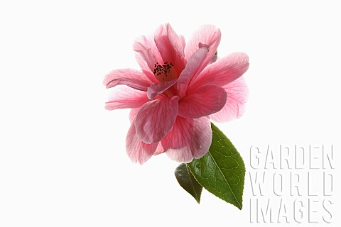 Camellia_Single_pink_camellia_flower_with_leaves_shown_against_a_pure_white_background