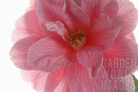 Camellia_Close_up_of_an_open_pink_camellia_flower_shown_against_a_pure_white_background