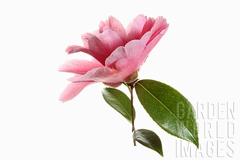 Camellia_Side_view_of_a_single_pink_camellia_flower_with_leaves_on_a_short_stem_shown_against_a_pure