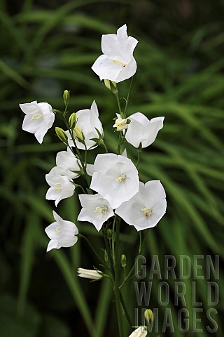 Canterbury_Bell_Campanula_medium_A_stem_of_open_flowers_and_buds