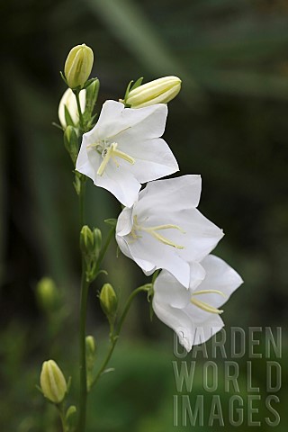Canterbury_Bell_Campanula_medium_Close_up_of_3_open_flowers_and_buds_on_a_single_stem