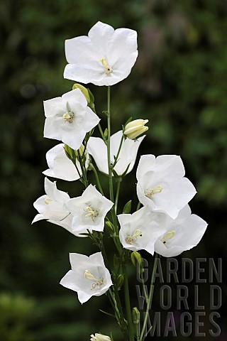 Canterbury_Bell_Campanula_medium_A_stem_of_white_open_flowers_on_a_single_stem