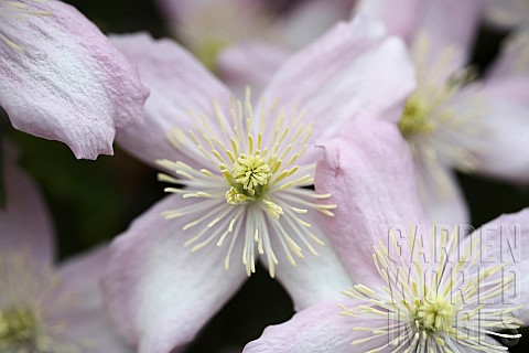 Clematis_Clematis_Montana_Wilsonii_A_open_white_flower_with_pink_tinging_showing_filaments_and_stame